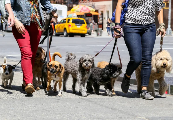 De honden wandelen in Ny — Stockfoto