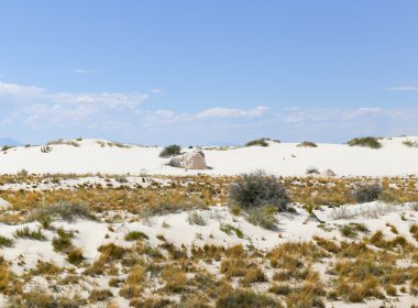 Kum tepelerini bitkilerde