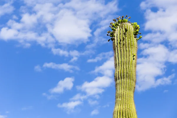 Saguaro çiçek — Stok fotoğraf