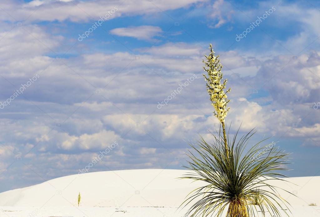 Yucca in the desert