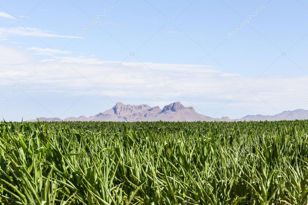 Mountain and corn field