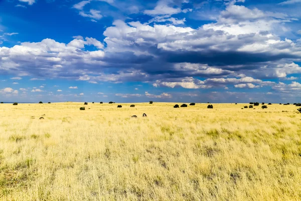 Prairie en hemel — Stockfoto