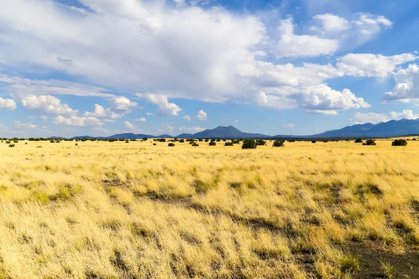 Pradera en Arizona —  Fotos de Stock