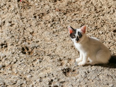 Büyük kırmızı kulaklar