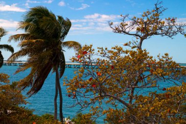 Palm trees and sea grape trees in autumn, the turquoise sea water and The Seven Mile Bridge on the background, The Bahia Honda State Park, Florida Keys, Monroe County, USA