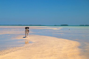Tropikal kumlu plajda sevimli siyah köpek, Florida Keys, Key West 'te alçak gelgit sırasında ortaya çıkan kumsaldaki vahşi yaşam mültecisi.