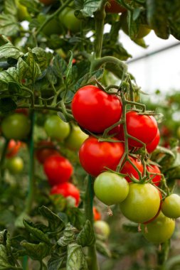 domates yeşil çiftlik