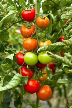 domates yeşil çiftlik