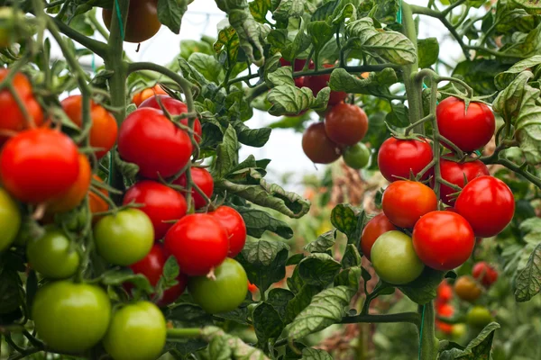 domates yeşil çiftlik