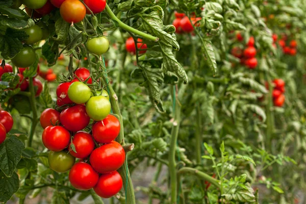 domates yeşil çiftlik