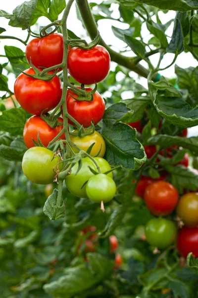 domates yeşil çiftlik