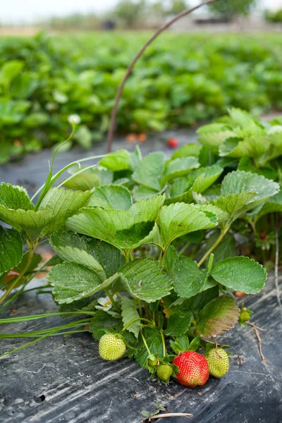 çilek gardenin kültürlü alanı