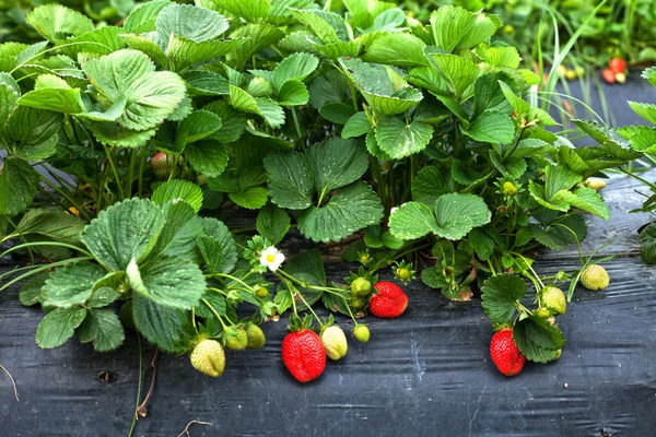 çilek Bahçe alanı