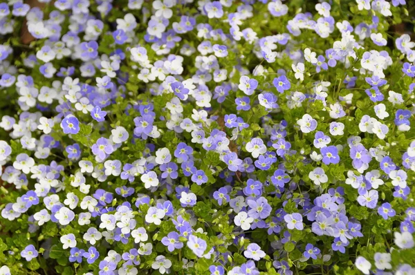 Vackra små blommor — Stockfoto