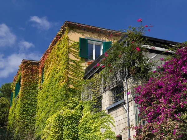 Colorful leaves on house