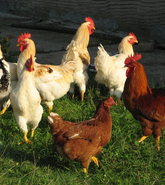 Poultry - roosters and hens — Stock Photo, Image