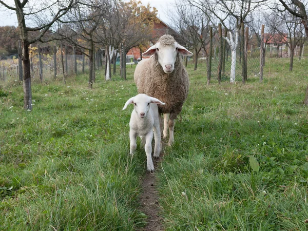 lam en schaap