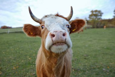 Sonbaharda yeşil bir tarlada beyaz benekli kırmızı inek portresi