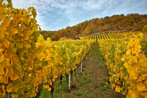Vines on a mountain in autumn in a wine region