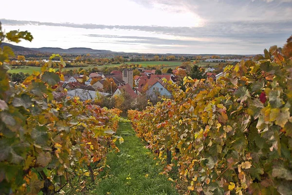 Grape mountain in autumn in the wine german region