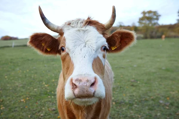 Vaca Roja Con Manchas Blancas Retrato Sobre Fondo Campo Verde — Foto de Stock