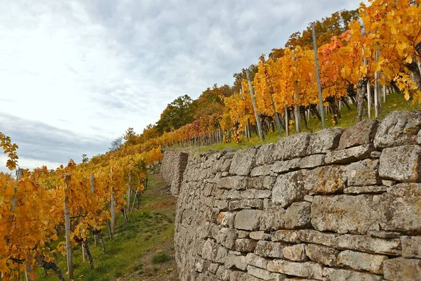 Stone hedge on a hill for golden vines, sunny day in autumn