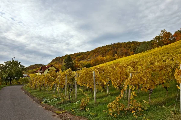 Autumn Nature Europe Background Mountains Vineyards — Stock Photo, Image