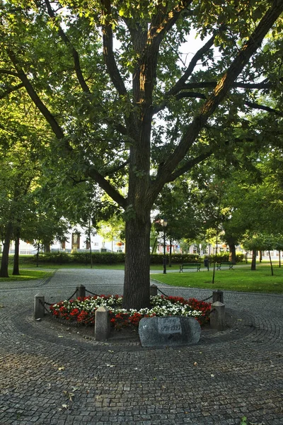 Дуб Свободы Парке Конституции Мая Сувальках Польша — стоковое фото
