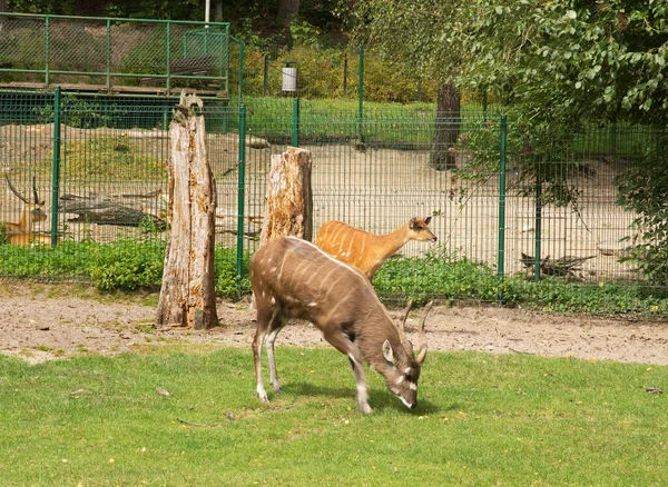 Zoo Gdańsk Oliwa Gdańsku Polska — Zdjęcie stockowe