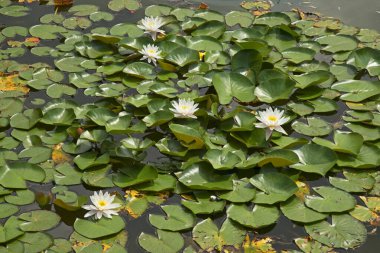 Wloclawek 'teki Park of Amber Sarayı' nda (Palac Bursztynowy) nilüfer çiçeği. Polonya