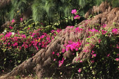 Phan Thiet 'e park et. Vietnam