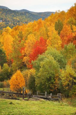 Port-Baykal yerleşim alanı yakınlarındaki manzara. Irkutsk oblast. Rusça