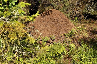 Gorecko Koscielne 'de Anthill. Polonya