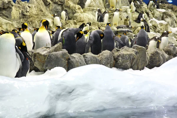 Pinguine Loro Park Puerto Cruz Teneriffa Spanien — Stockfoto