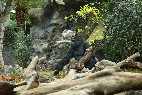 Gorilla Loro Park Puerto Cruz Tenerife Spagna — Foto Stock