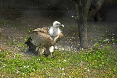 Zamosc 'taki Zooloji bahçesinde beyaz kartal. Polonya
