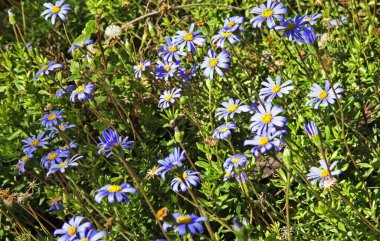 Malaga 'da çiçekler. İspanya