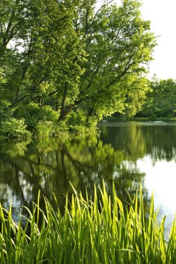 Zwierzyniec 'teki gölet. Polonya