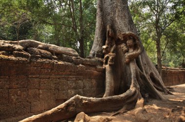Angkor 'daki Ta Prohm tapınağı. Siem Reap bölgesi. Kamboçya