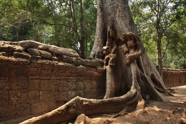 Prohms Tempel Vid Angkor Siem Reap Provinsen Kambodja — Stockfoto