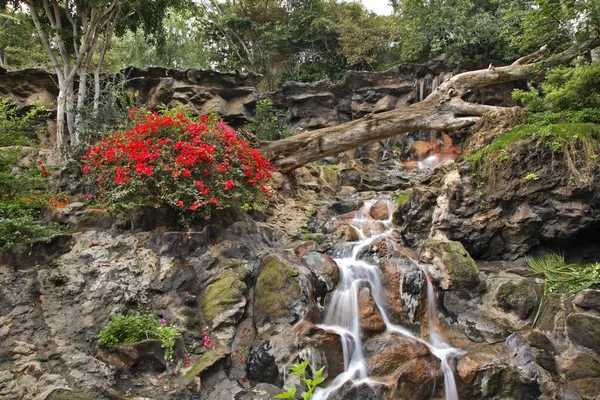 Puerto Cruz Daki Loro Parkı Tenerife Spanya — Stok fotoğraf