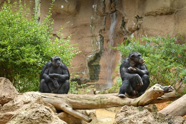 Mono Parque Loro Puerto Cruz Tenerife España — Foto de Stock