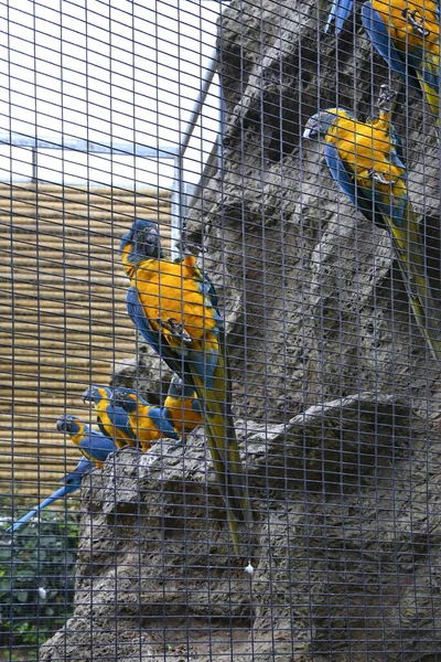 Papagaio Parque Loro Puerto Cruz Tenerife Espanha — Fotografia de Stock