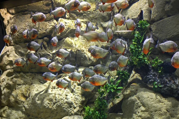 Acquario Loro Park Puerto Cruz Tenerife Spagna — Foto Stock