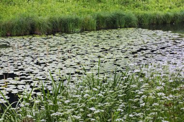 Pavlovsk 'taki Slavyanka nehri vadisi. Rusya