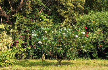 Kuzey Goa 'ya park et. Hindistan