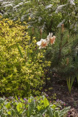 Mayıs ayındaki bahçe manzarası. Rusya