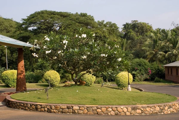 Park North Goa India — Stock Photo, Image