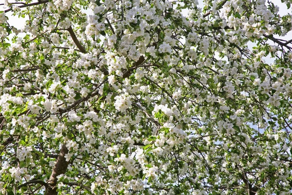 Pommier Fleurs Près Troitsk Russie — Photo