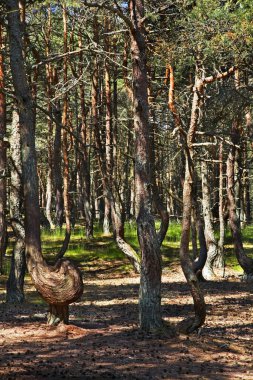 Curonian Spit 'te dans eden orman. Kaliningrad Oblastı. Rusya